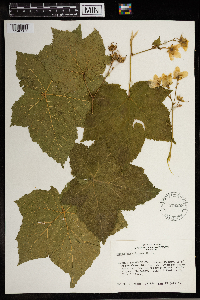 Rubus parviflorus image