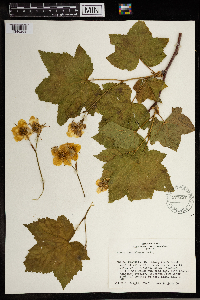 Rubus parviflorus image