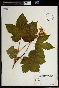 Rubus parviflorus image
