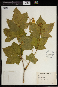 Rubus parviflorus image