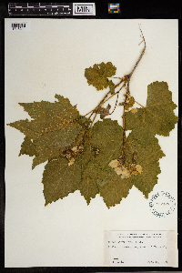 Rubus parviflorus image