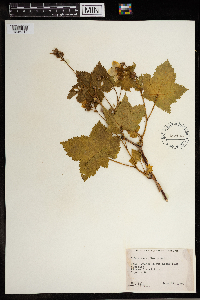 Rubus parviflorus image
