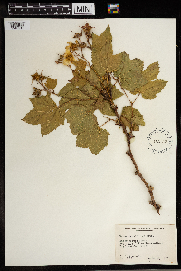Rubus parviflorus image