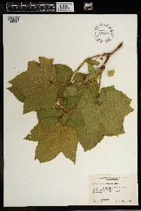 Rubus parviflorus image