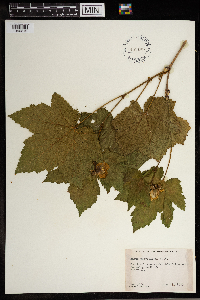 Rubus parviflorus image