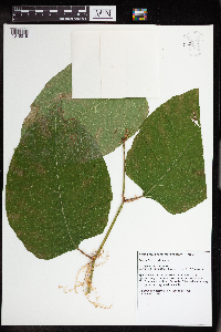 Fallopia x bohemica image