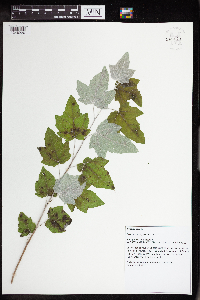 Populus alba image