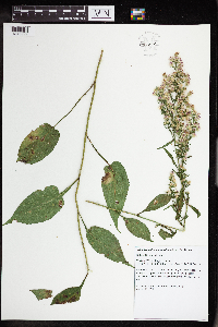 Symphyotrichum urophyllum image