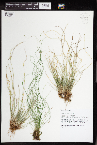 Carex leptalea image