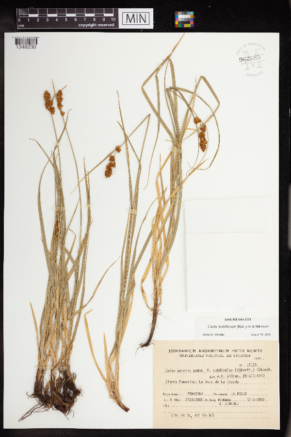 Cyperaceae image