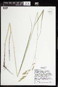 Festuca paradoxa image