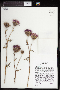 Cirsium muticum image