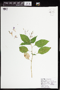 Impatiens balfourii image