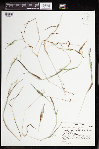 Eriochloa villosa image