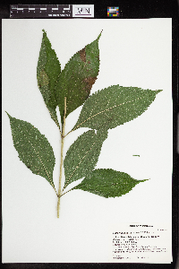 Eutrochium purpureum image