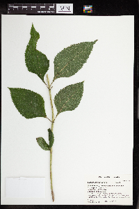 Eutrochium purpureum image