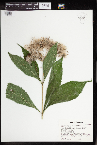 Eutrochium purpureum image