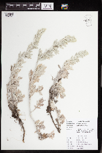 Artemisia stelleriana image