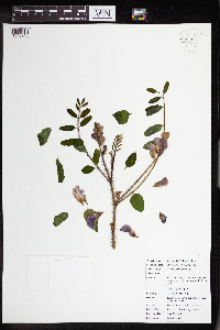 Robinia hispida image
