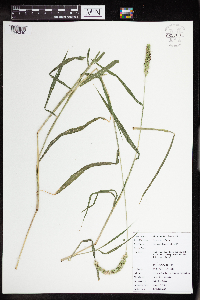 Setaria verticillata image