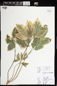 Aegopodium podagraria image