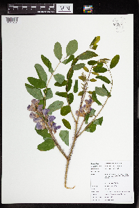 Robinia hispida image