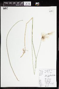 Eriophorum tenellum image