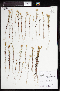 Dyssodia papposa image