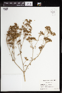 Conium maculatum image