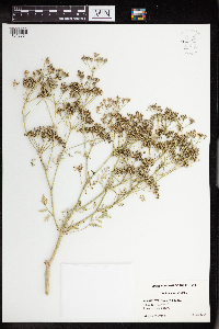 Conium maculatum image