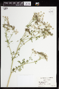 Conium maculatum image