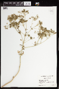 Conium maculatum image