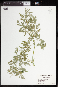 Conium maculatum image