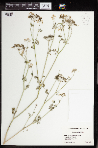 Conium maculatum image