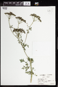 Conium maculatum image
