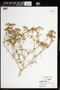 Conium maculatum image