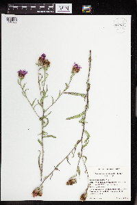 Centaurea x moncktonii image