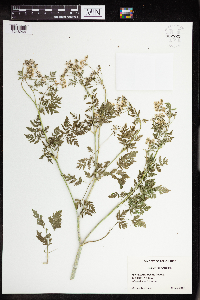 Conium maculatum image