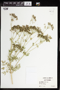 Conium maculatum image