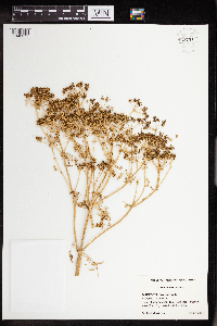 Conium maculatum image