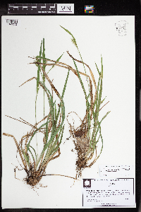 Carex grisea image