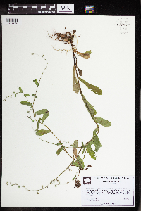 Myosotis verna image