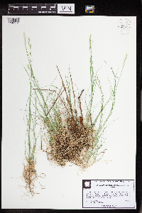 Danthonia spicata image