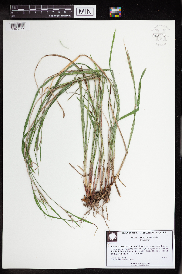 Scleria oligantha image