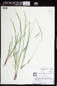 Carex oxylepis image