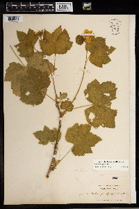 Rubus parviflorus image
