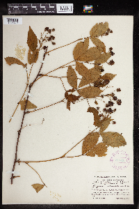 Rubus multiformis image