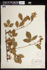 Rubus multiformis image