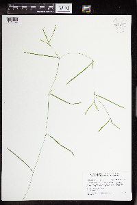 Potamogeton strictifolius image