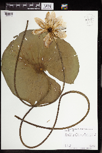 Nymphaea odorata image